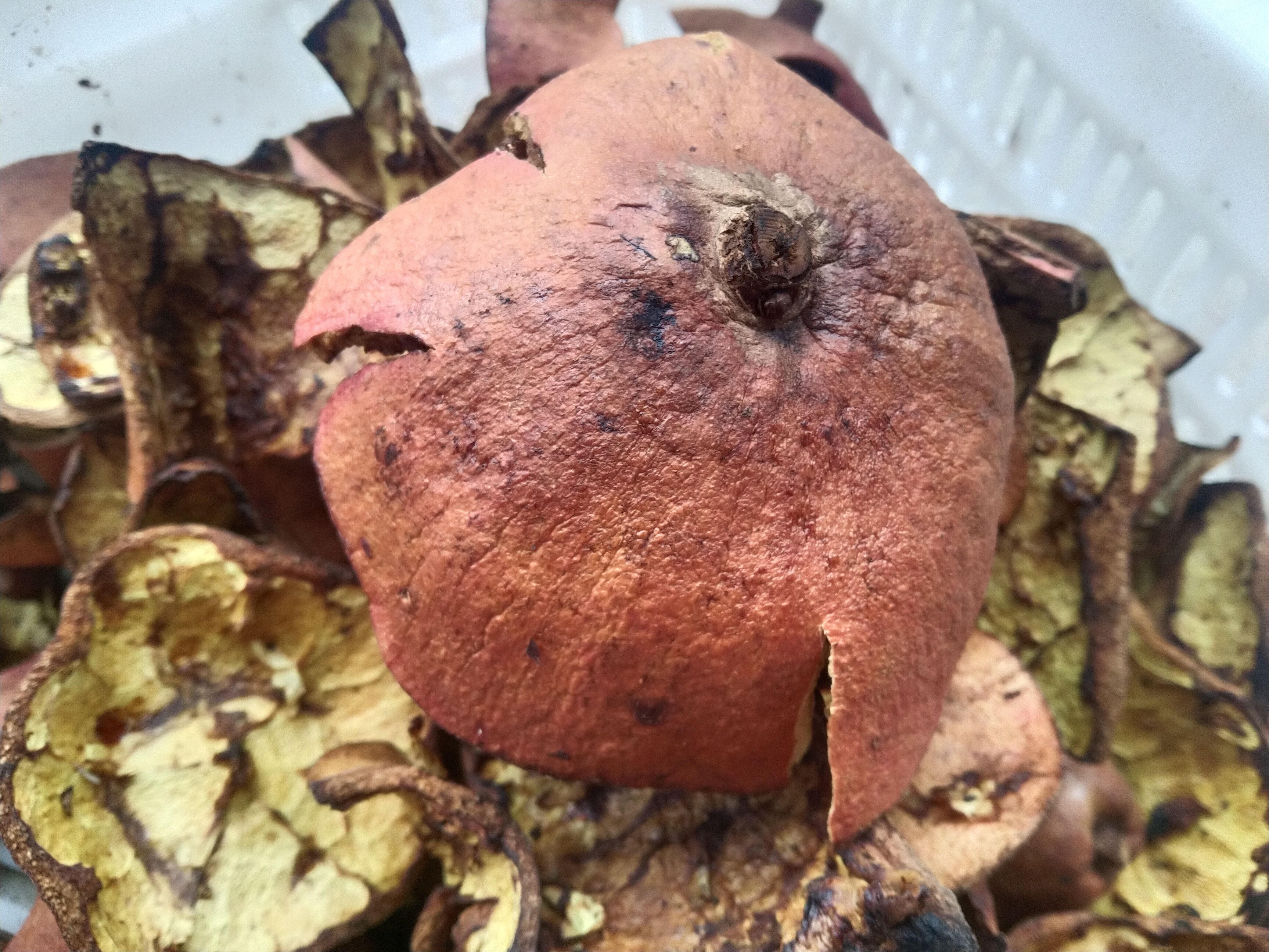 干石榴皮手工剥皮块大色鲜货源充足