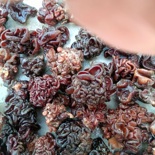 临沂猴脑菌，松花菌，核桃菌产地，猴脑菇核桃菌玛咖菌