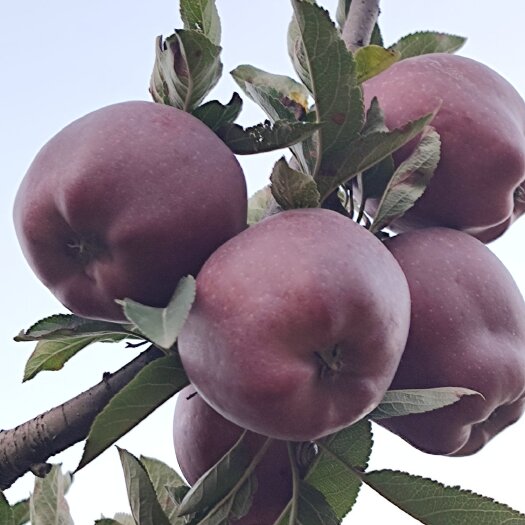 礼县甘肃礼县花牛苹果大量上市了有需要的联系我