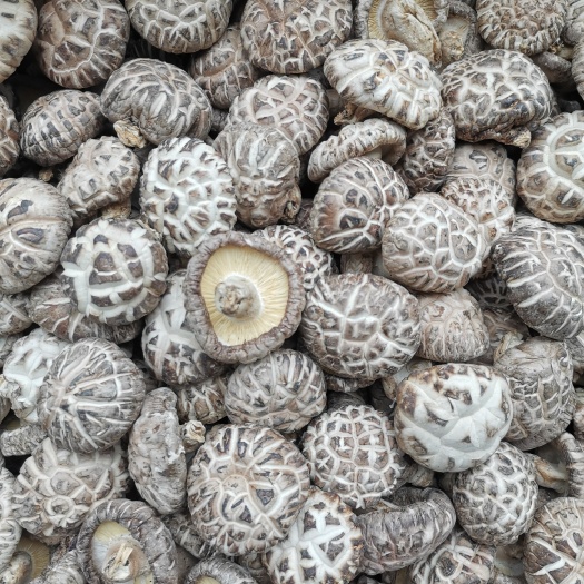 安远县花菇   脚短肉厚    香味扑鼻