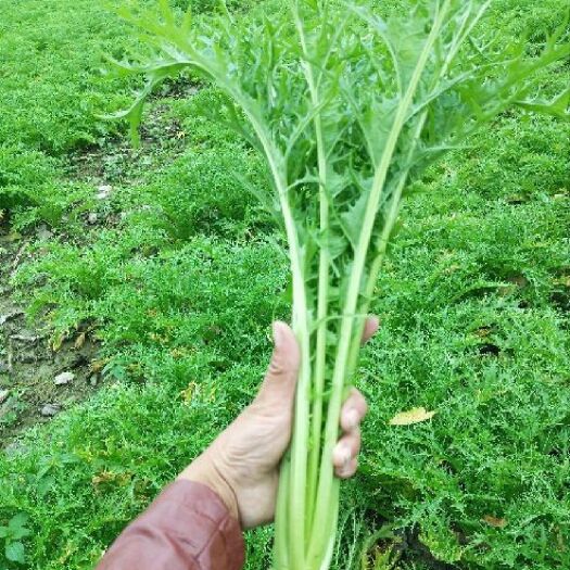 (推荐)精品雪里红,芥菜,产地直发,发货各地电商市场工厂