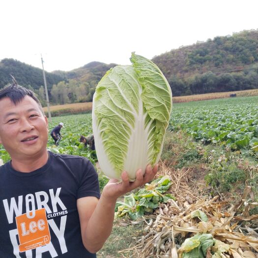 滦平县黄心白菜