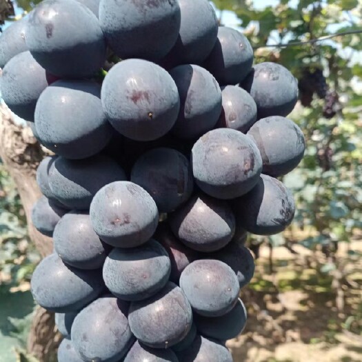 北镇市冷库储存15斤黄箱葡萄一箱5－6串质量好 出库了