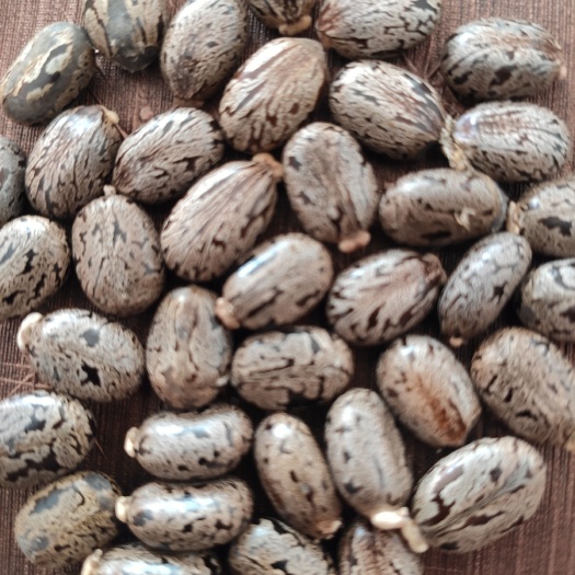 正安县蓖麻子，可以榨油，可以药用，籽粒饱满，工业用途，油漆添加剂。