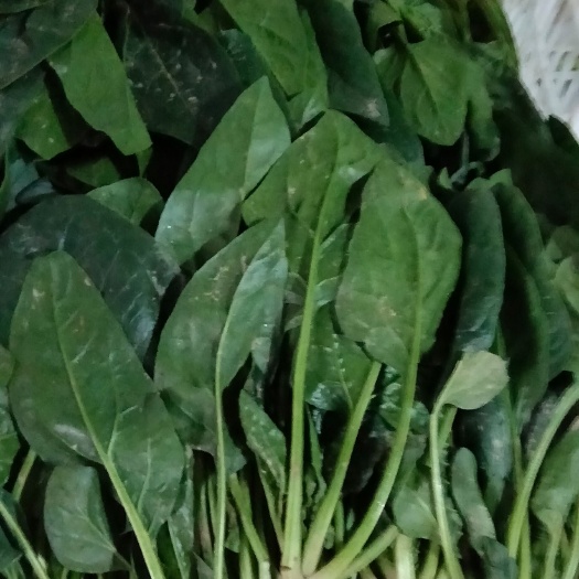 曹县大棚精品菠菜，量大从优，基地直发，常年供应，诚信经营