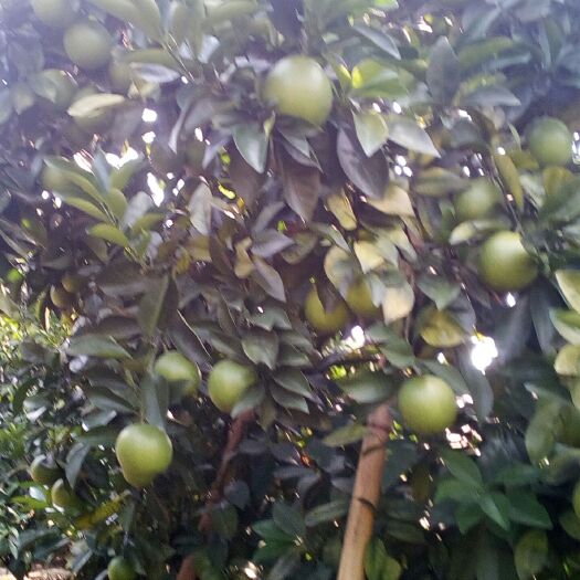 龙南市赣南脐橙基地因干旱脐橙早熟，甜香带酸甜，吃后还想吃