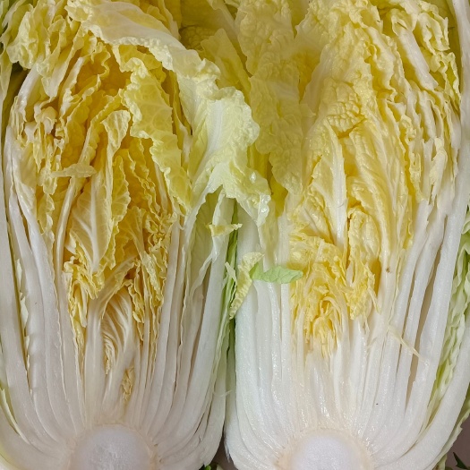 黄心白菜