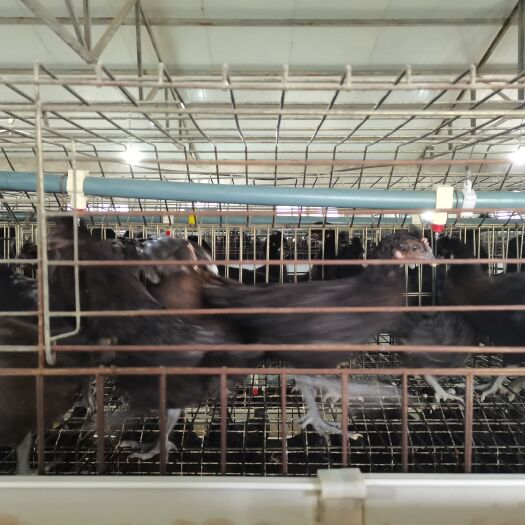 鹤壁新杨黑青年蛋鸡  土鸡蛋不二选择