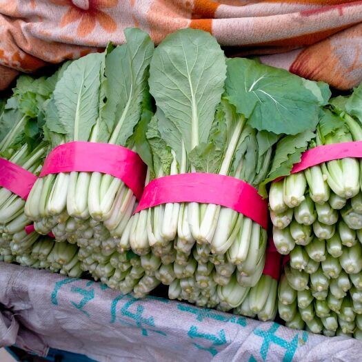 邯郸小白菜