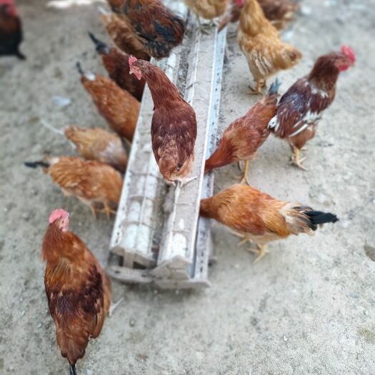 登封市林下养殖，无饲料添加，2只以上包邮