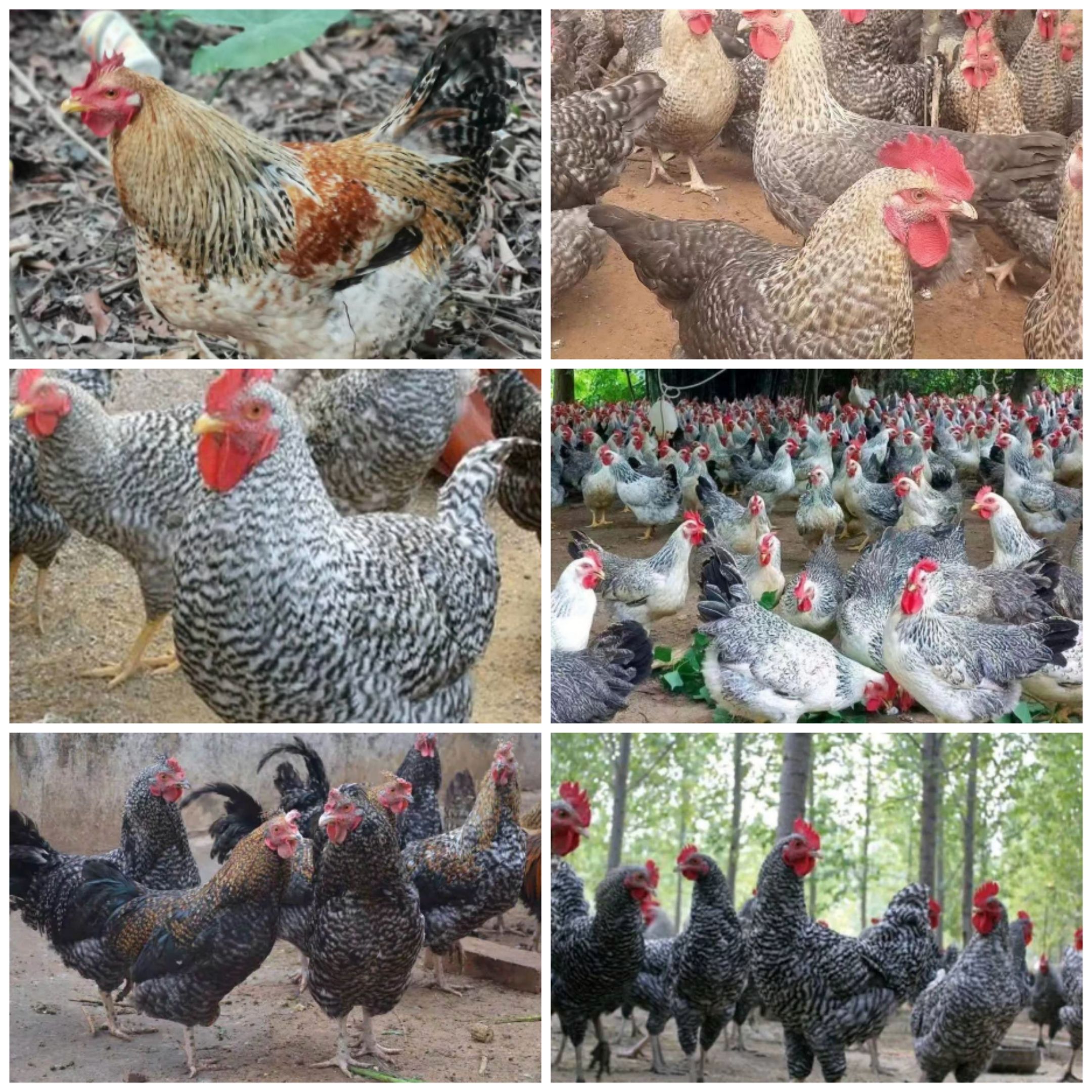 土鸡苗 吉 九斤黄 良凤花 瑶鸡苗 芦花鸡苗 麻鸡苗 蛋鸡苗