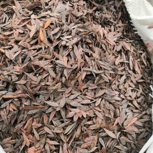 遂川县愽落茴，无枝，产地直销，量大从优。