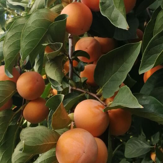 合阳县合阳柿子大量上市