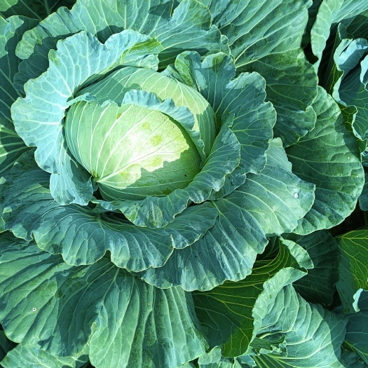 巫溪寒胜包菜