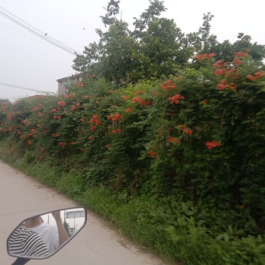 连云港中药材凌霄花
