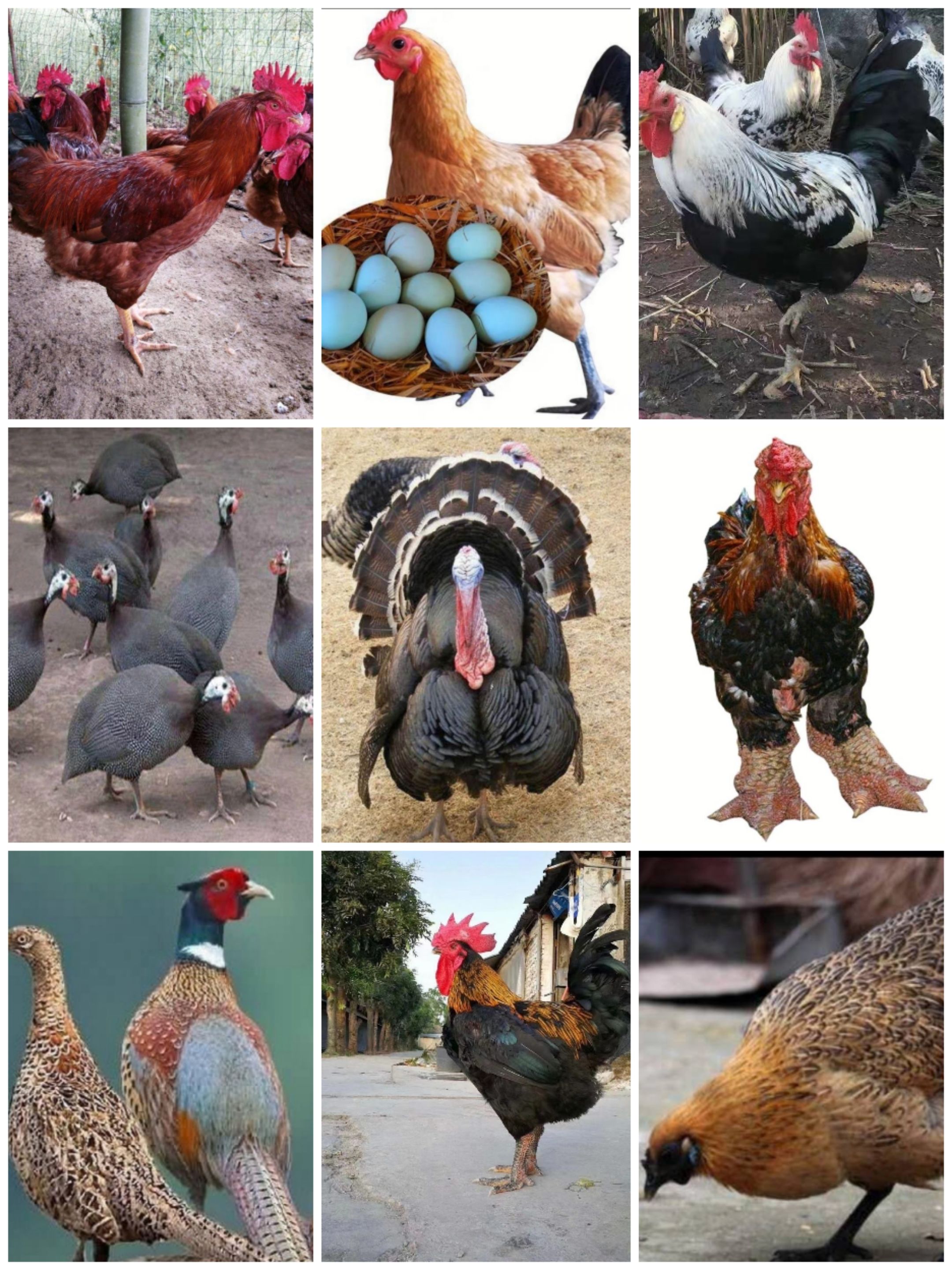 土鸡苗 吉 九斤黄 良凤花 瑶鸡苗 芦花鸡苗 麻鸡苗 蛋鸡苗