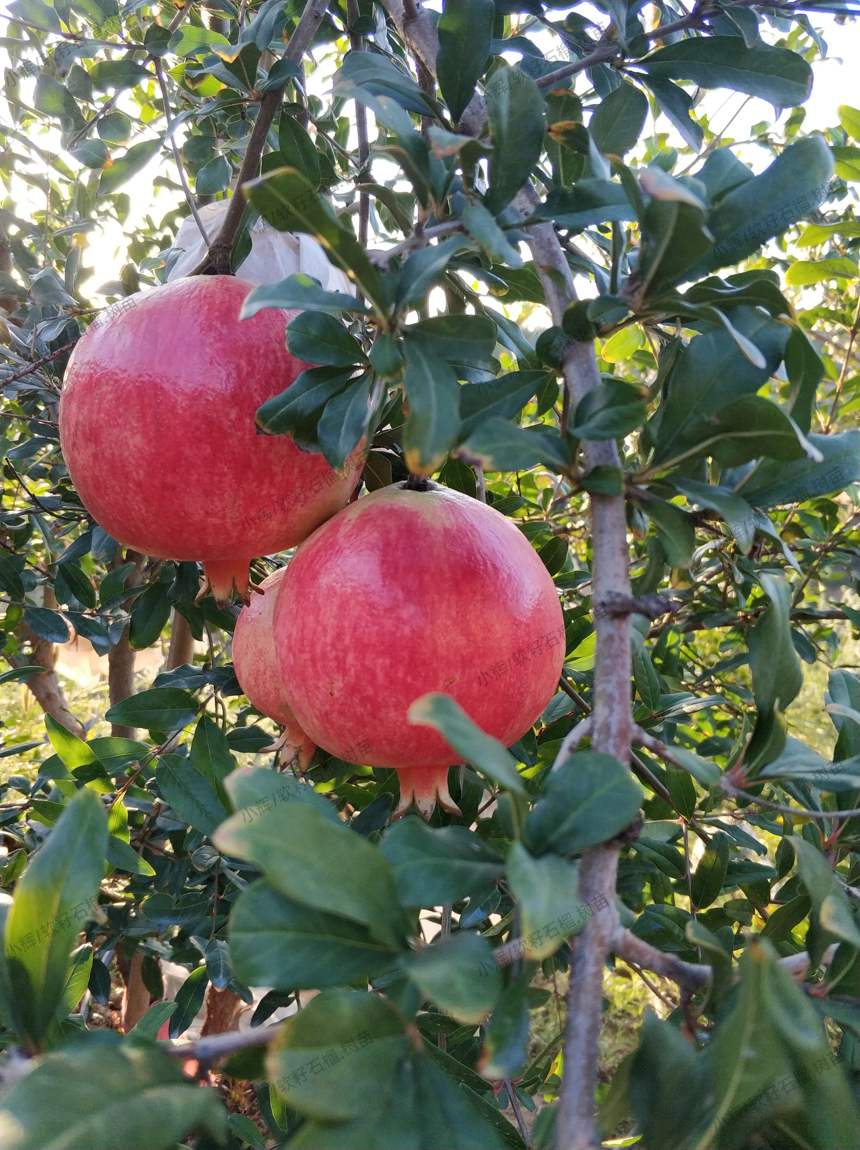 河南灵宝市老黄果树种植中心