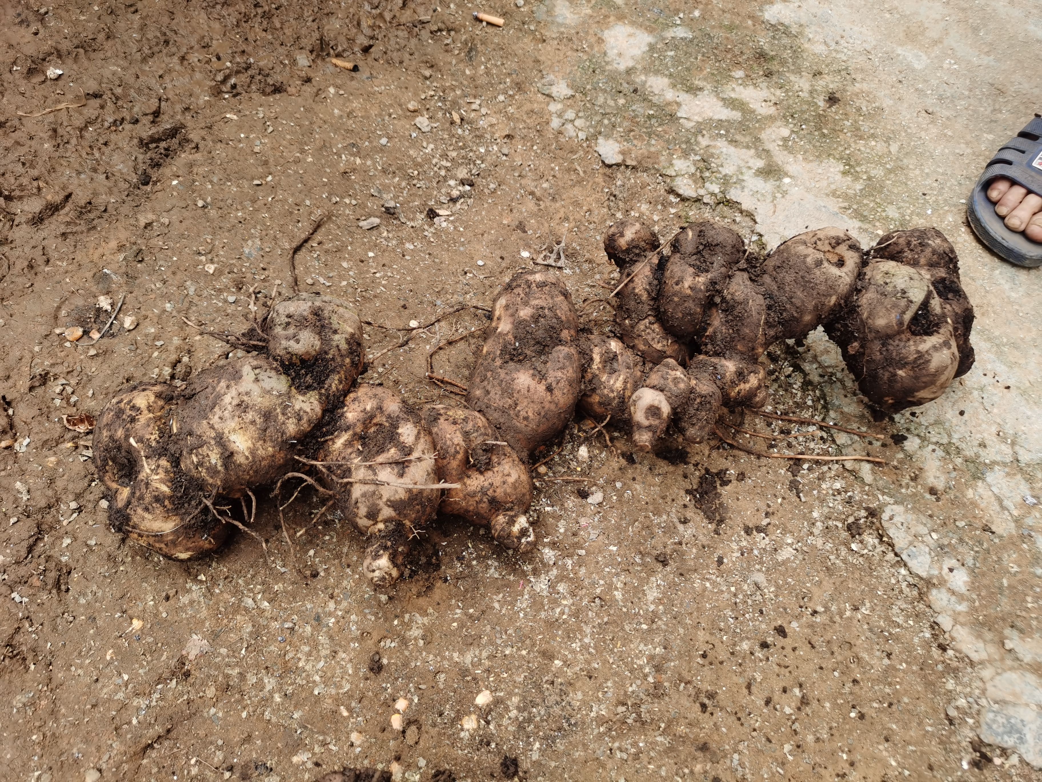 特选黄精，超大个，每个两斤以上，有十几年的