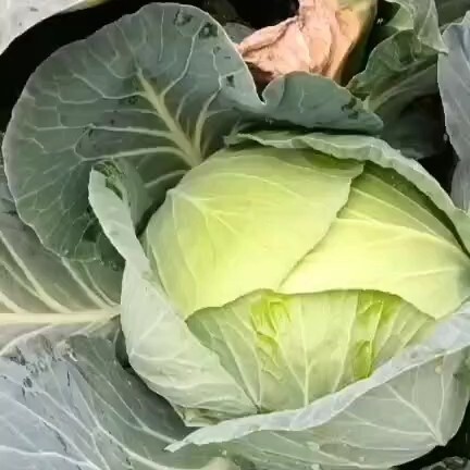 通海县包菜