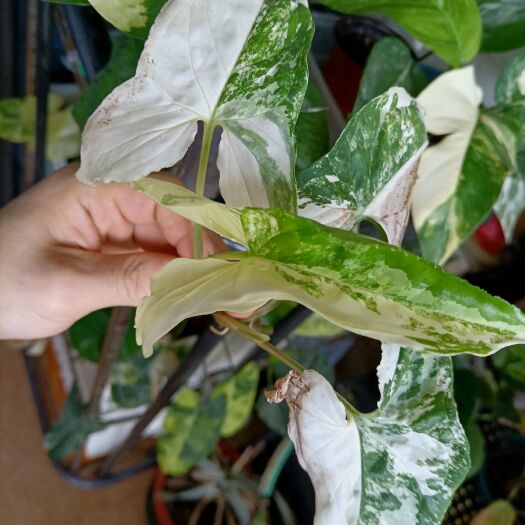 深圳白锦合果芋