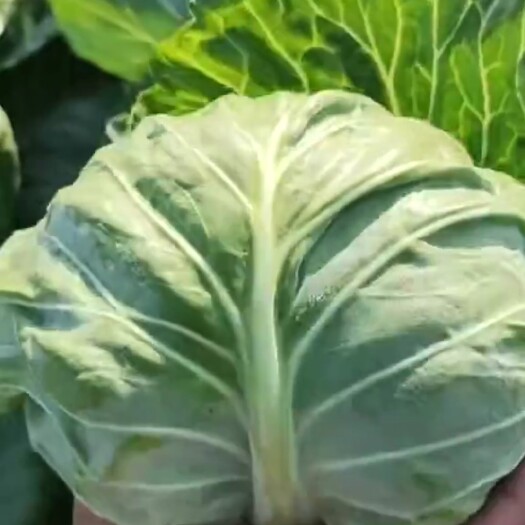 邯郸本地各种叶菜大量上市，甘蓝，散花，白花等