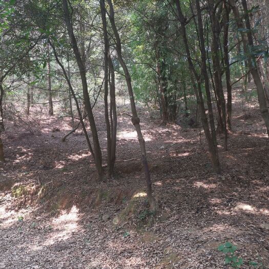 怀集县山地，免租山地招商