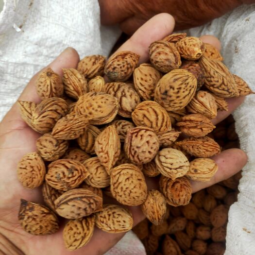 菏泽毛桃胡