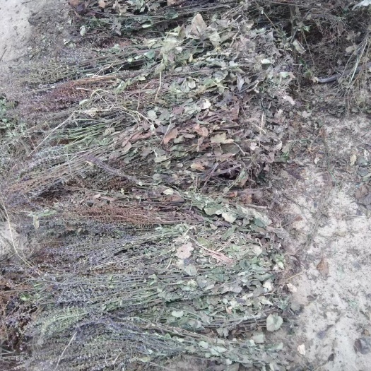 确山县石见穿，产地一手货源，颜色艳丽，无杂质，支持各种规格。