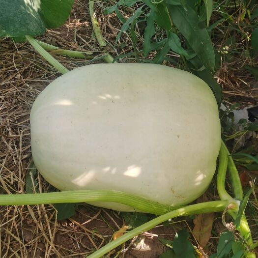 保定大白菜瓜