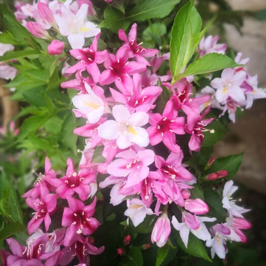 淄博盆栽杜鹃花