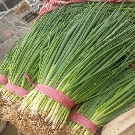 汝州市小葱大量供应 毛葱  净葱  加工厂用小葱