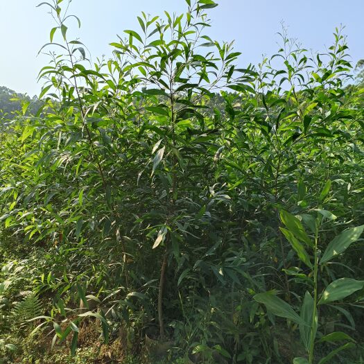 普宁市相思树苗  马占相思 低价出售自家马占相思大叶相思