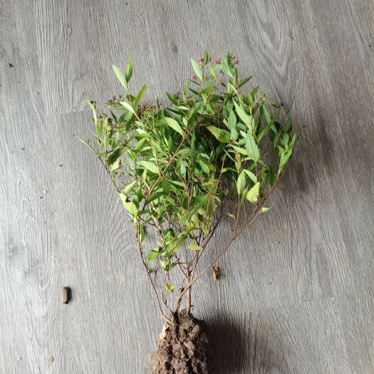 沭阳县绣线菊小毛球，粉花绣线菊  35到40高度，带土球发货