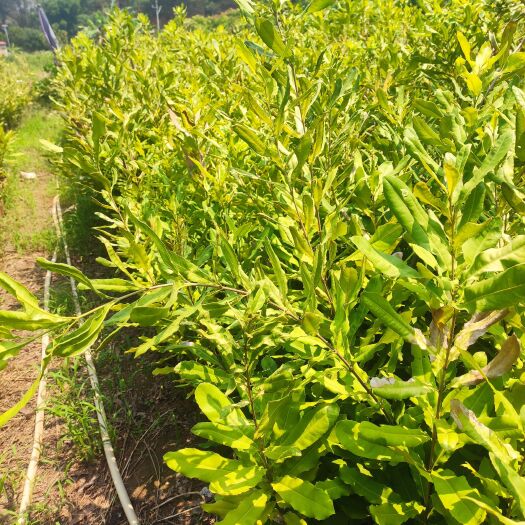 灵山县澳洲坚果苗，桂热一号，夏威夷果苗