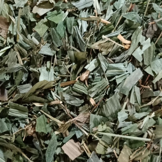 淡竹叶 中药材淡竹叶