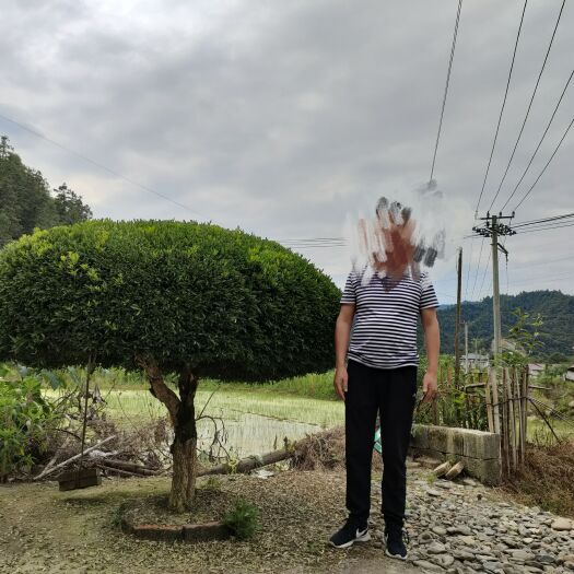 修水县雀舌黄杨，水杨梅，狗刺，紫薇，桂花树