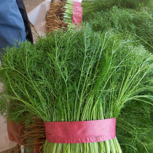 邯郸精品茴香苗大量上市、适合各大市场、电商超市、加工厂、产地直销