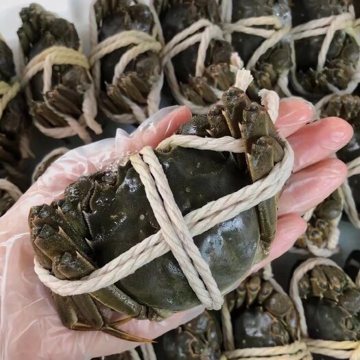 绍兴鲜活大闸蟹5两顺丰空运包邮当天发货河蟹爆黄死蟹包赔