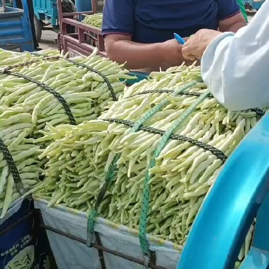 顺平县白芸豆河北顺平精品