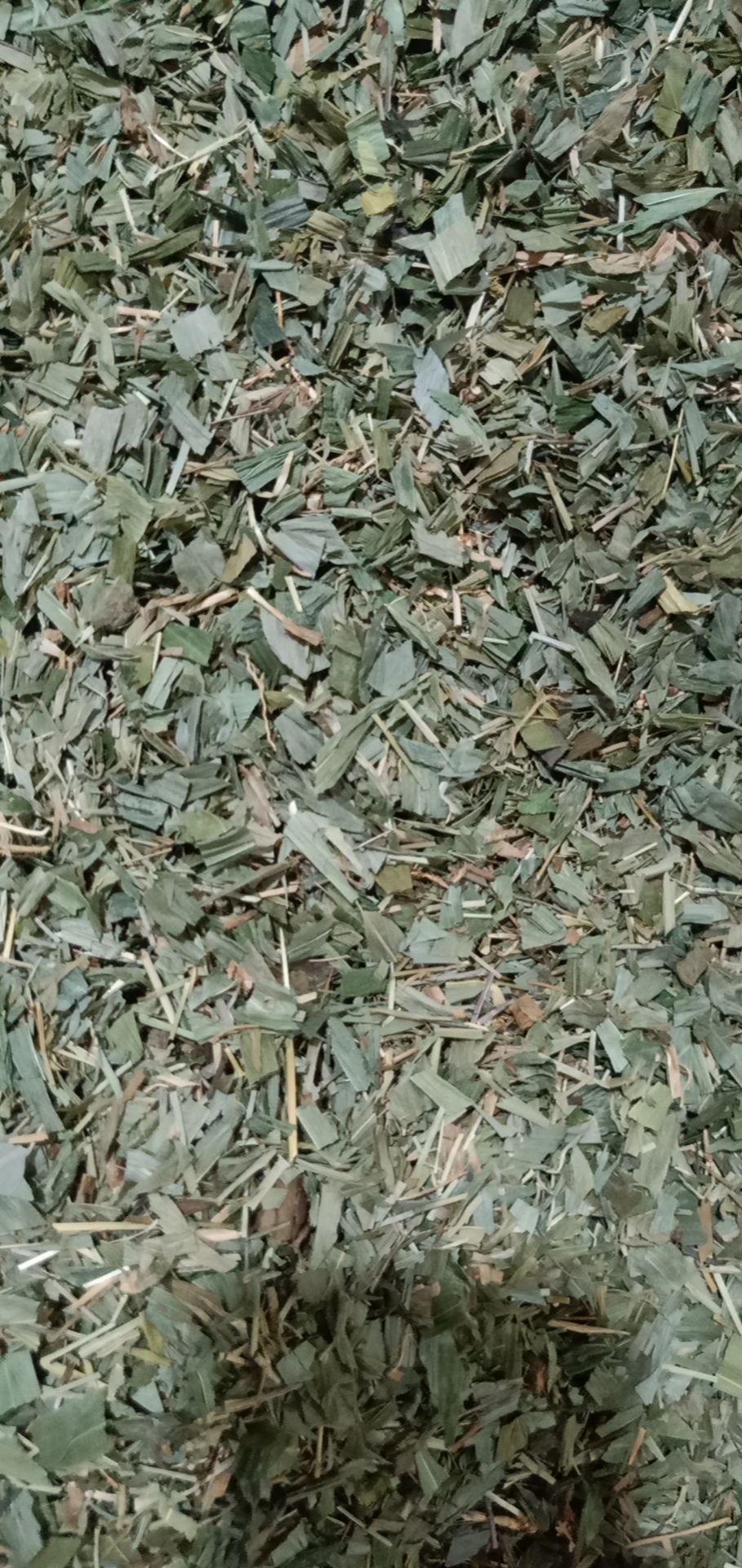 淡竹叶 中药材淡竹叶