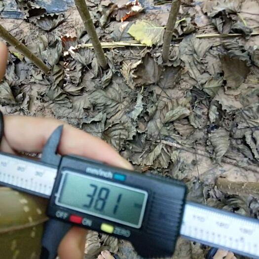 济源市精品纯种107速生杨  600亩