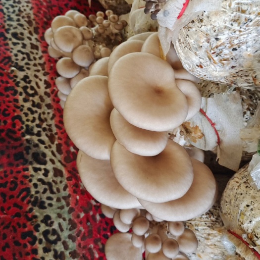 绍兴平菇，纯绿色无污染蔬菜类
