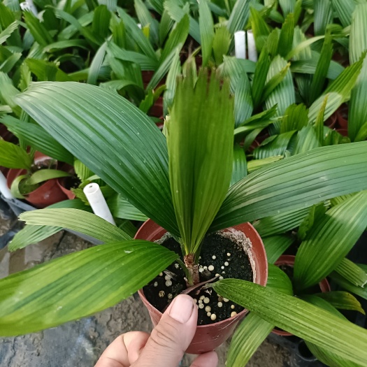 广州基地自产自销精品圆叶轴榈盆栽。一年四季常青棕榈科植物盆栽