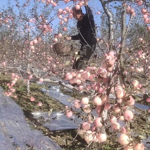 宁县庆阳红富士苹果