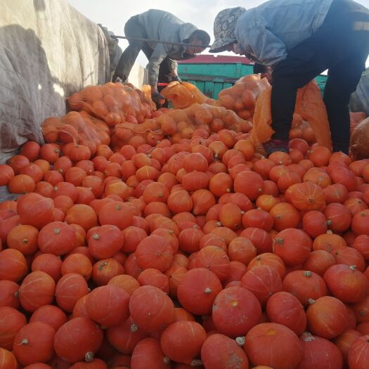 朔州出售大量小红瓜