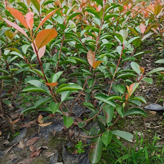 成都红叶石楠，16杯苗，三四十的冠幅，非常漂亮