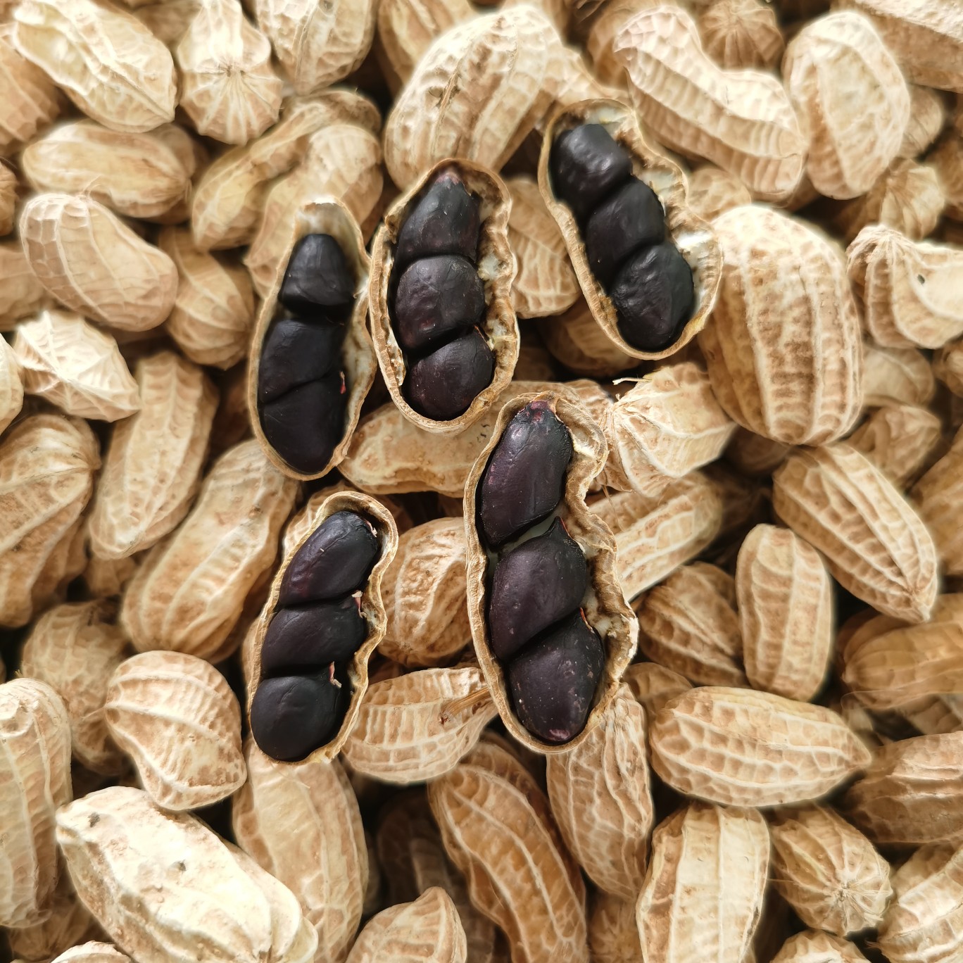 [黑花生批发]2022新鲜云南特产普洱镇沅黑花生带壳哀牢山产地农户种植