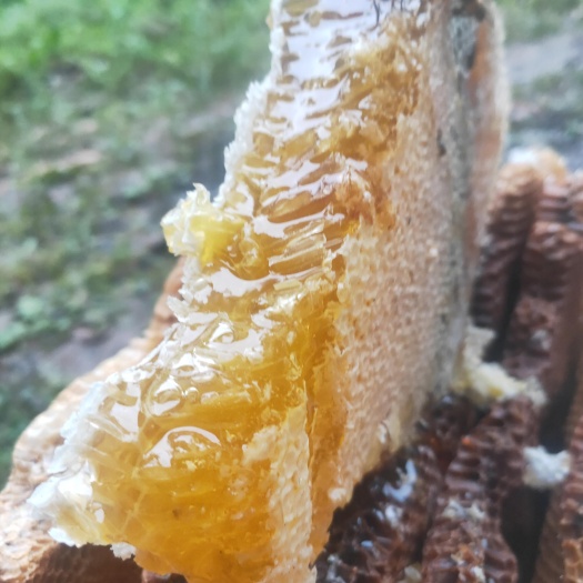 凯里市土蜂蜜（冬蜜）