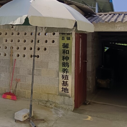 上林县海兰灰脱温苗