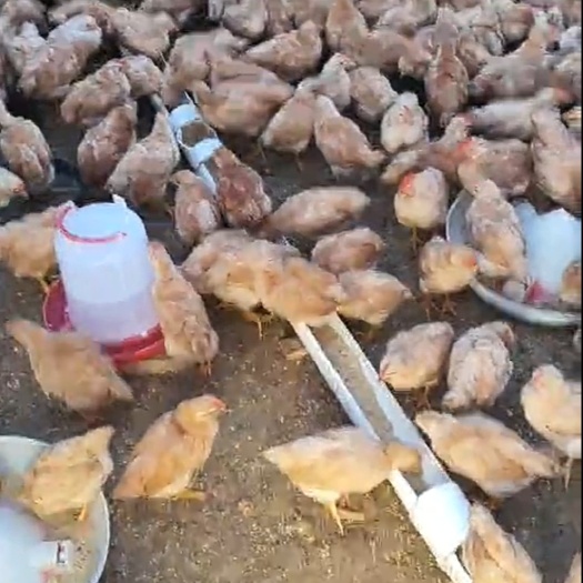 惠水县肉鸡苗